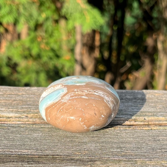 Caribbean Calcite Palm - Picture 2 of 5